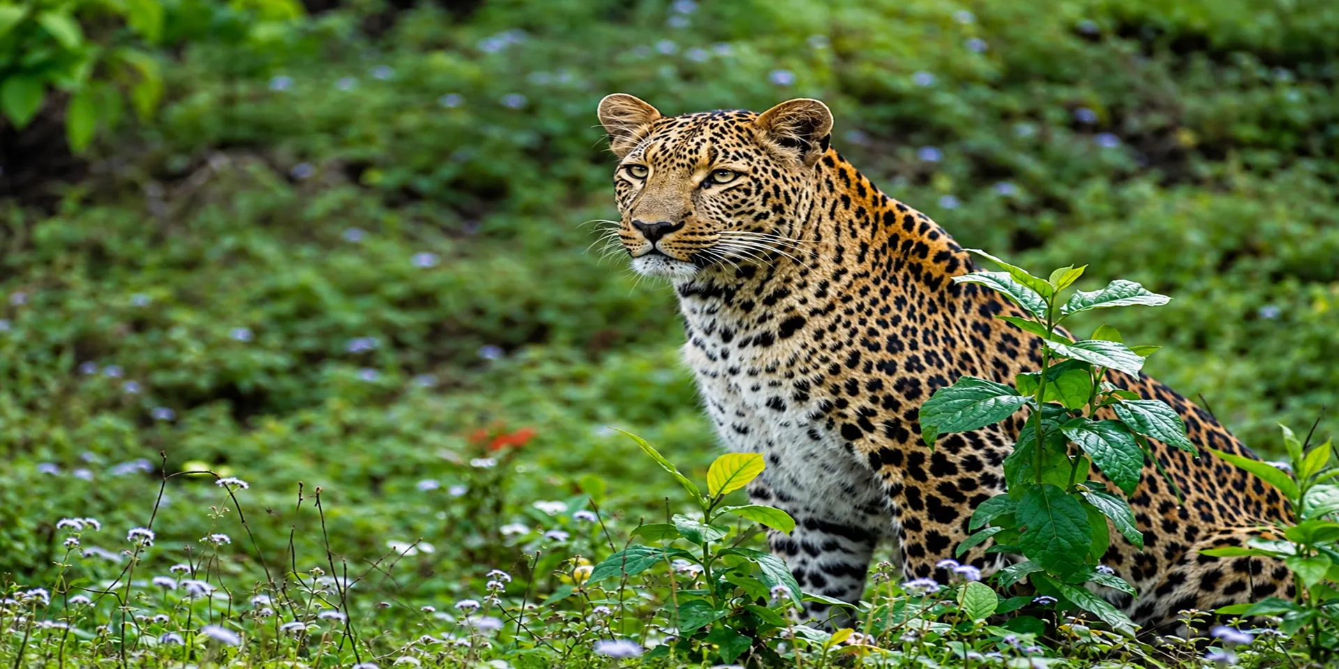 Rajaji National Park , Rishikesh