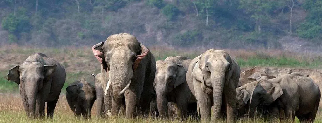 Sitavani Forest
