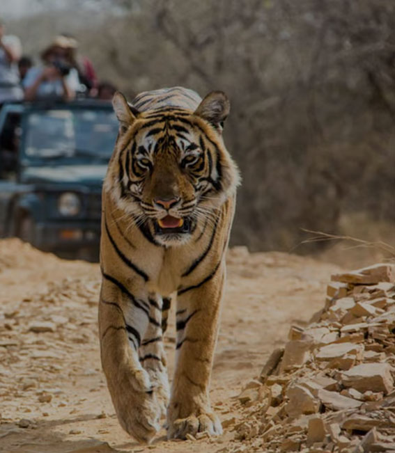 Safari in Jim Corbett